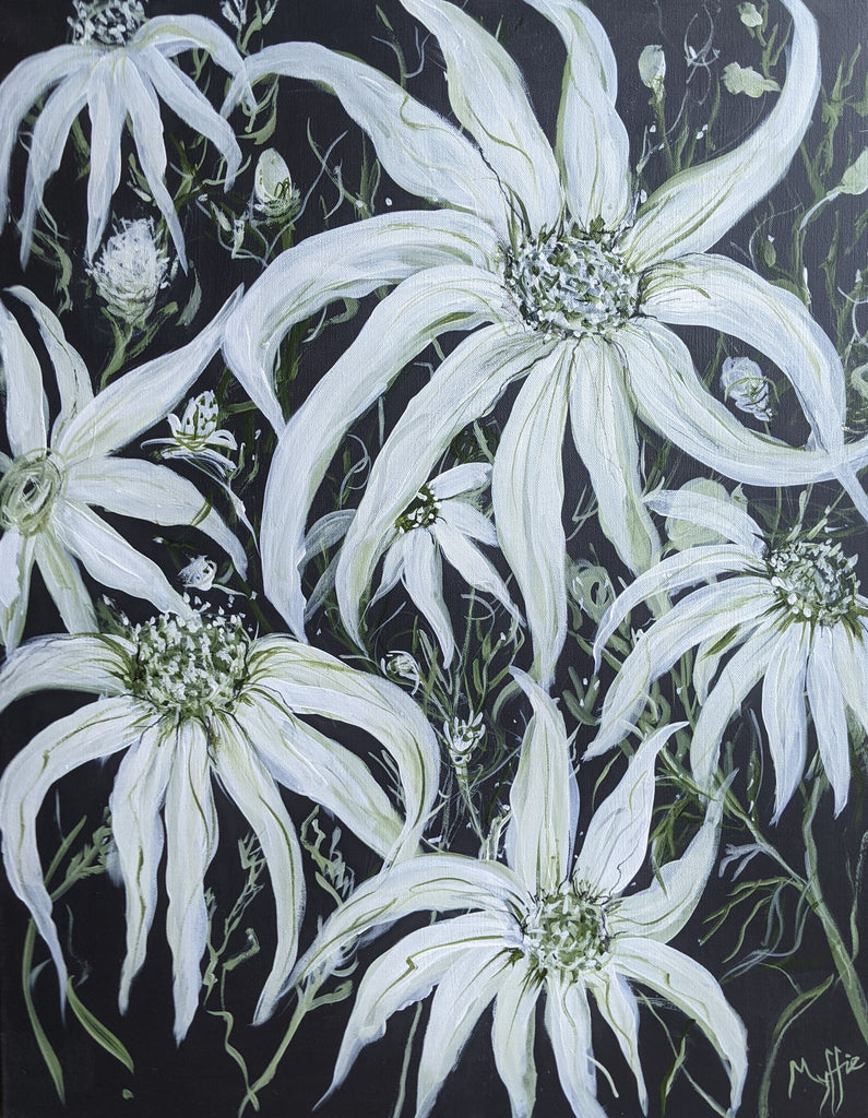 Original flannel flower painting by Myffie Coady depicting soft white native blooms against a navy background.